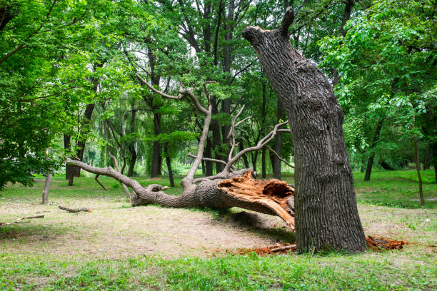 How Our Tree Care Process Works  in  Manchaca, TX